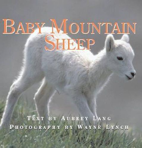 Cover image for Baby Mountain Sheep