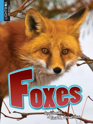 Cover image for Foxes