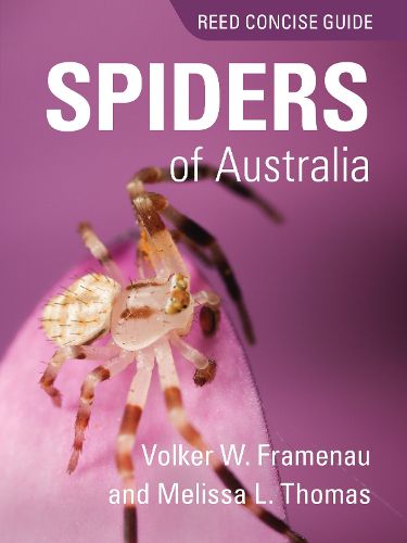 REED CONCISE GUIDE SPIDERS OF AUSTRALIA: Reed Concise Guide