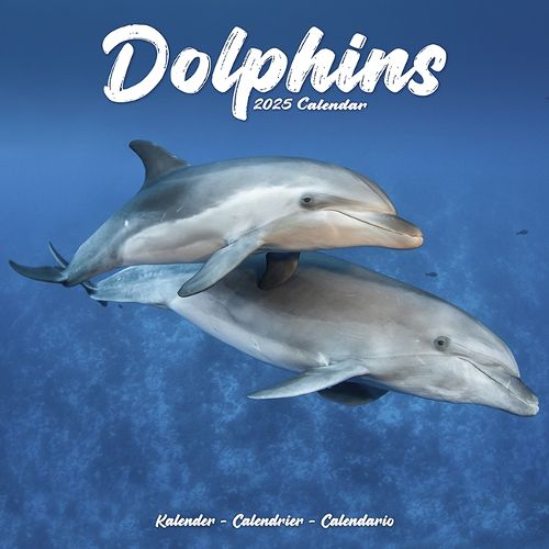 Cover image for Dolphins Calendar 2025 Square Animal Wall Calendar - 16 Month