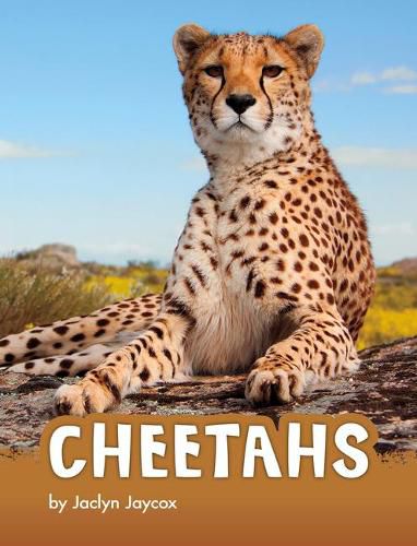 Cover image for Cheetahs