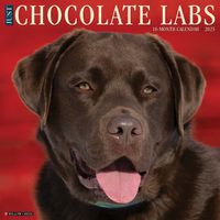 Cover image for Just Chocolate Labs 2025 12 X 12 Wall Calendar