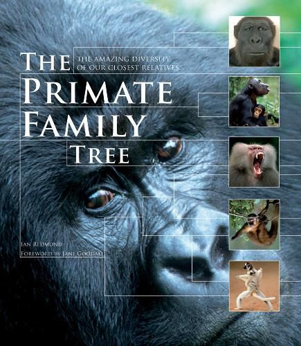 Cover image for The Primate Family Tree: The Amazing Diversity of Our Closest Relatives