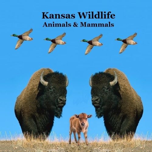 Cover image for Kansas Animals and Mammals Kids Wildlife Book