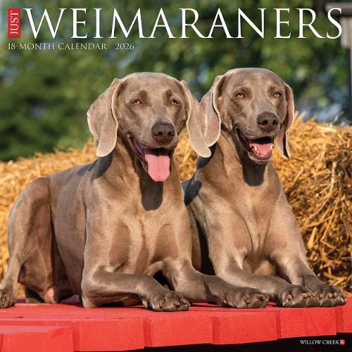 Cover image for Weimaraners 2026 12 X 12 Wall Calendar