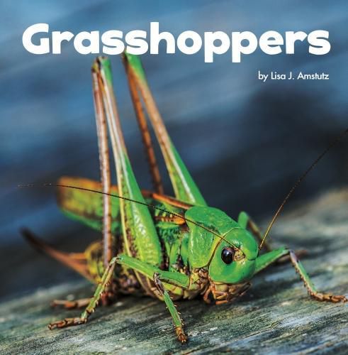 Cover image for Grasshoppers
