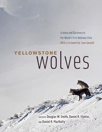 Cover image for Yellowstone Wolves: Science and Discovery in the World's First National Park