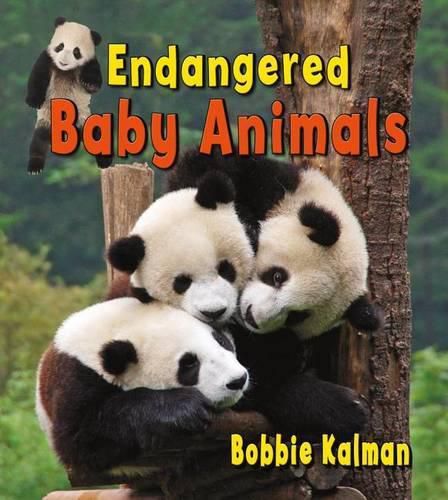 Cover image for Endangered Baby Animals