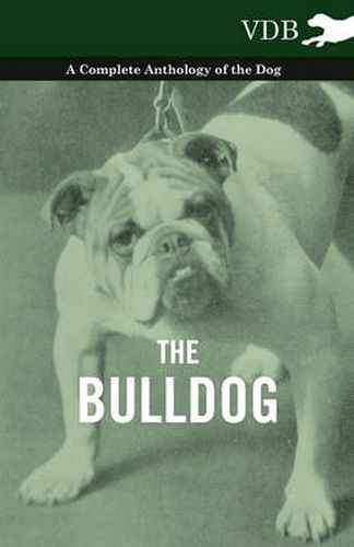 Cover image for The Bulldog - A Complete Anthology of the Dog -