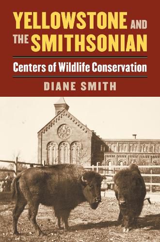 Cover image for Yellowstone and the Smithsonian: Centers of Wildlife Conservation