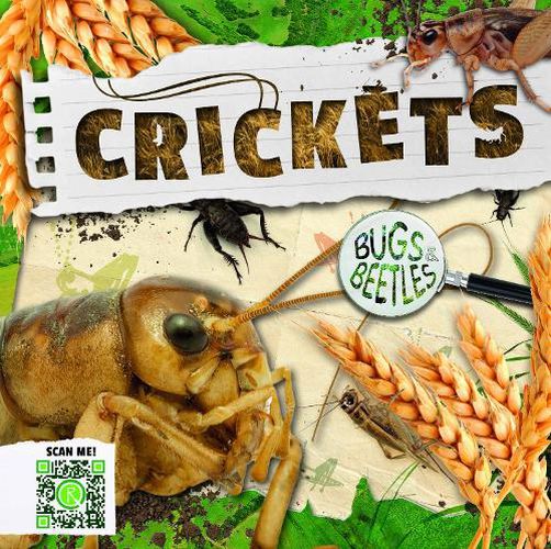 Cover image for Crickets