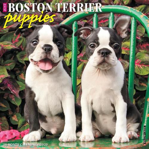 Cover image for Just Boston Terrier Puppies 2020 Wall Calendar (Dog Breed Calendar)