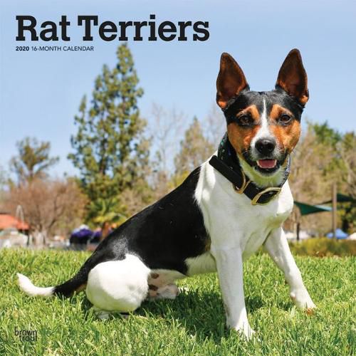 Rat Terriers 2020 Square