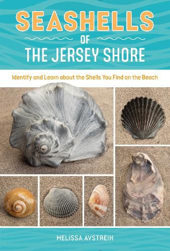Cover image for Seashells of the Jersey Shore