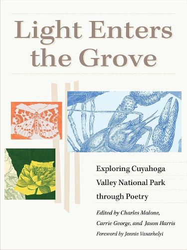 Cover image for Light Enters the Grove