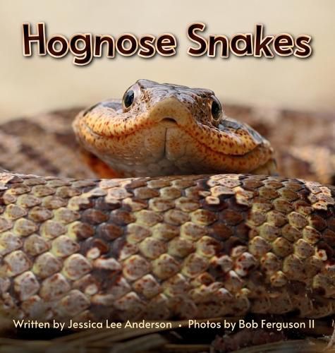 Cover image for Hognose Snakes