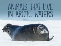 Cover image for Animals That Live in Arctic Waters: English Edition