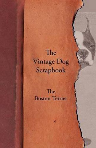 Cover image for The Vintage Dog Scrapbook - The Boston Terrier