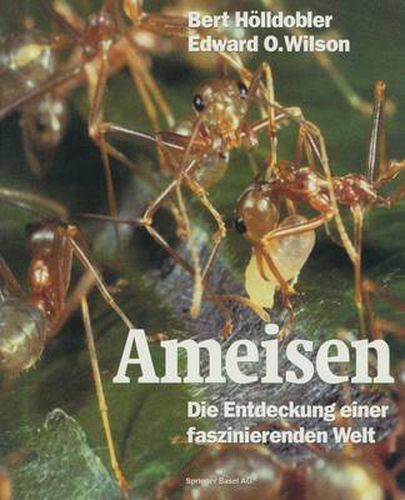 Ameisen: Die Entdeckung Einer Faszinierenden Welt