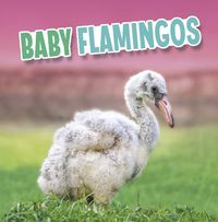 Cover image for Baby Flamingos