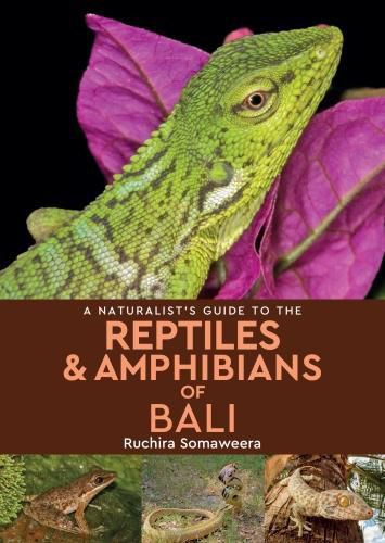 Cover image for A Naturalist's Guide to the Reptiles & Amphibians of bali