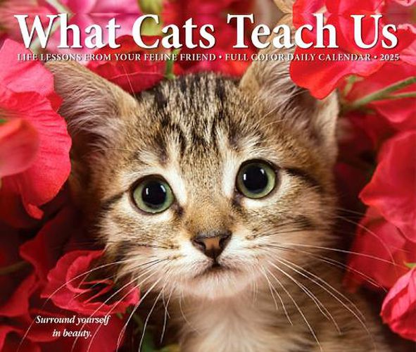 CAL 25 WHAT CATS TEACH US 2025 BOX