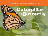 Cover image for Caterpillar to Butterfly