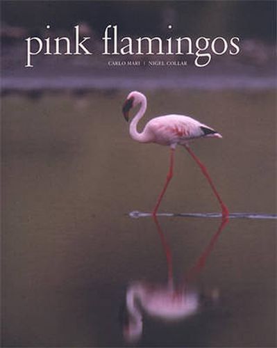 Cover image for Pink Flamingos: Interviews with Jean-Louis Missika and Dominique Wolton = Le Spectateur Engage