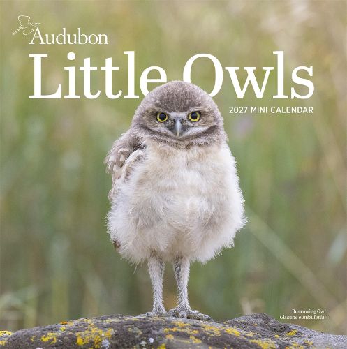 Cover image for Audubon Little Owls Mini Wall Calendar 2027