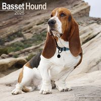 Cover image for Basset Hound Calendar 2025 Square Dog Breed Wall Calendar - 16 Month