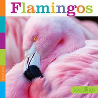 Cover image for Seedlings: Flamingos