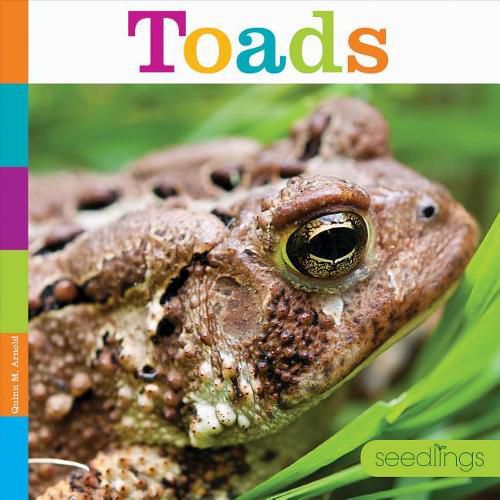 Cover image for Toads