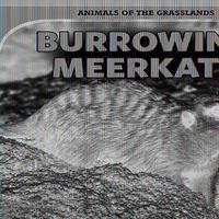 Cover image for Burrowing Meerkats