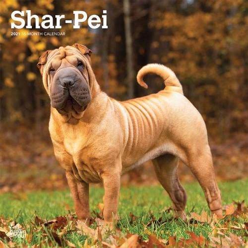 Shar Pei 2021 Square