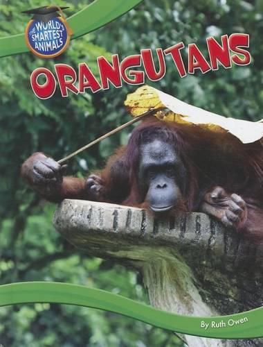 Cover image for Orangutans