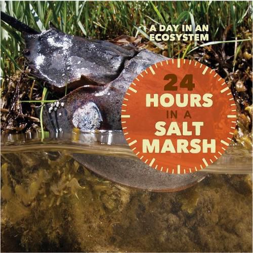 Cover image for 24 Hours in a Salt Marsh