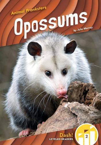 Cover image for Opossums