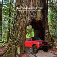 Cover image for Redwood National Park Attractions and Sights to See Kids Book