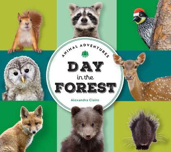 Cover image for Animal Adventures: Day in the Forest