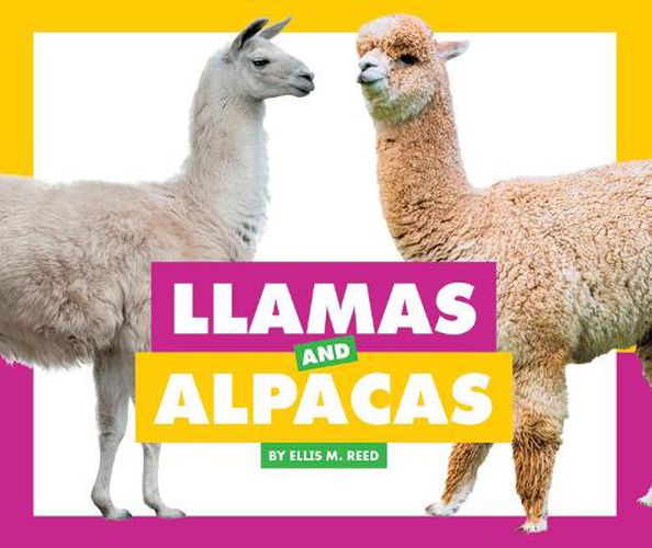 Llamas and Alpacas