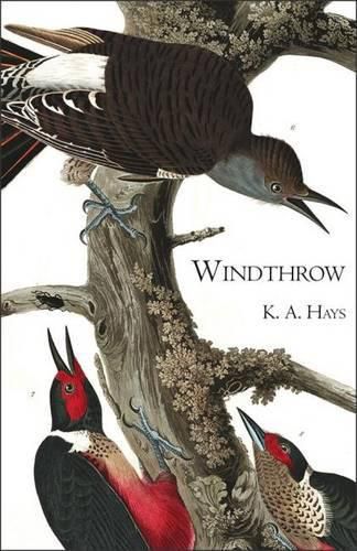 Cover image for Windthrow