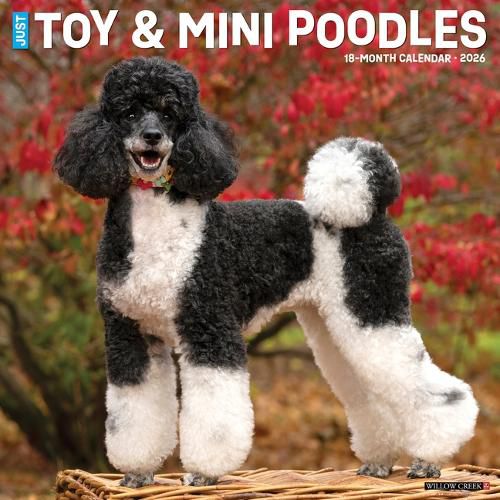 Cover image for Toy & Miniature Poodles 2026 Wall Calendar