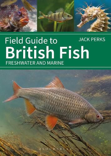 Cover image for Field Guide to British Fish