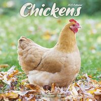 Cover image for Chickens Calendar 2025 Square Farm Animals & Birds Wall Calendar - 16 Month