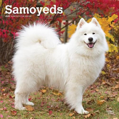 Samoyeds 2020 Square Wall Calendar