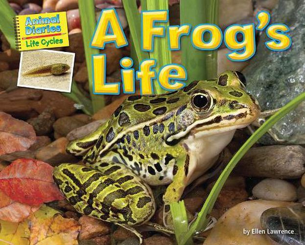 Cover image for A Frog's Life