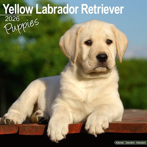 Cover image for Yellow Labrador Puppies Calendar 2026 Square Dog Puppy Breed Wall Calendar - 16 Month