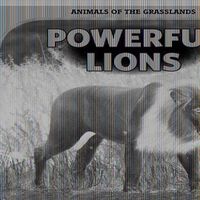 Cover image for Powerful Lions