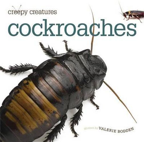 Cover image for Cockroaches