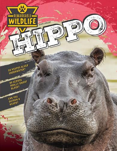 Cover image for Hippopotamus (Hippo)